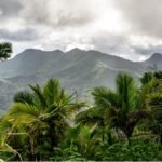 Notre culture oubliée lara 1 forêt du yunque