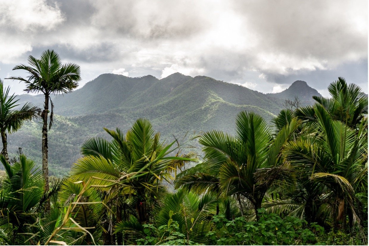 Notre culture oubliée lara 1 forêt du yunque